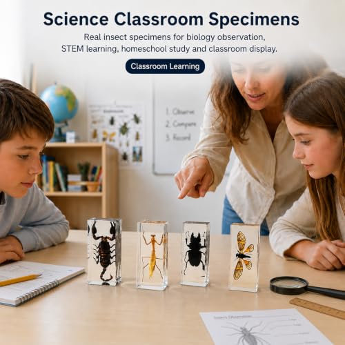 4pcs Large Insect Specimen,Taxidermy Mantis Scorpion & Beetle in Resin - color: 4Pcs Large Insect Specimen