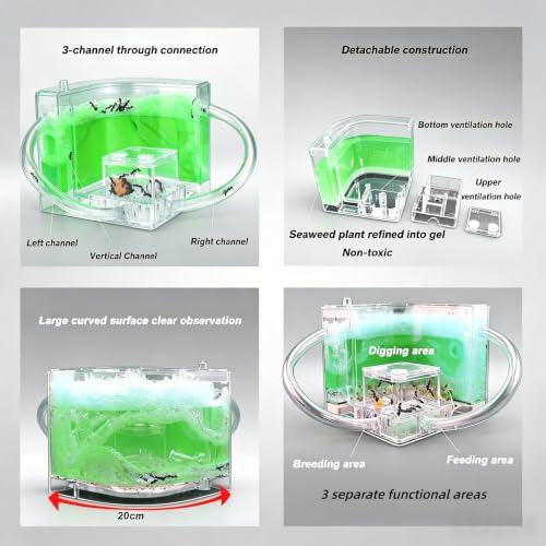 EXBEPE Ant Farm for Kids Safety and Environment Gel Ant Colony Ecosystem Terrarium, Ant Habitat Science Learning Kit(with No Ant)… - color: Green
