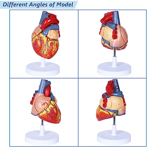 breesky Human Heart Model Anatomy, 4-Part 1:2 Anatomical Heart Model with 49 Anatomical Structures, Held Together with Magnets, Includes Mounted Display Base, Detailed Product Manual - style: 49-Numbered Anatomical Heart Model
