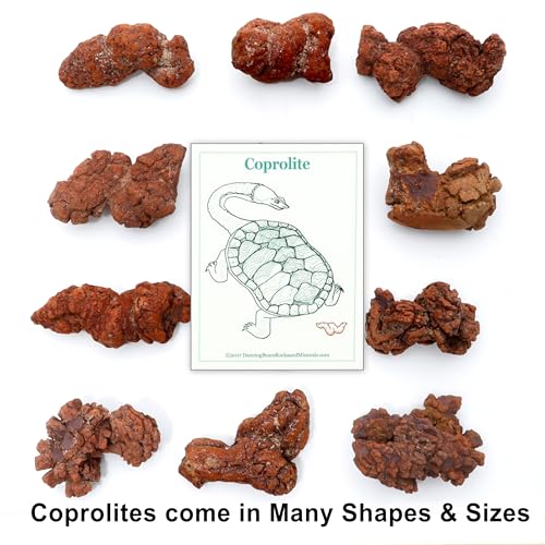 DANCING BEAR Authentic Coprolite (Fossilized Poop!), Velvet Bag and Description Card, Great Genuine Fossil Gift for Kids and Adults