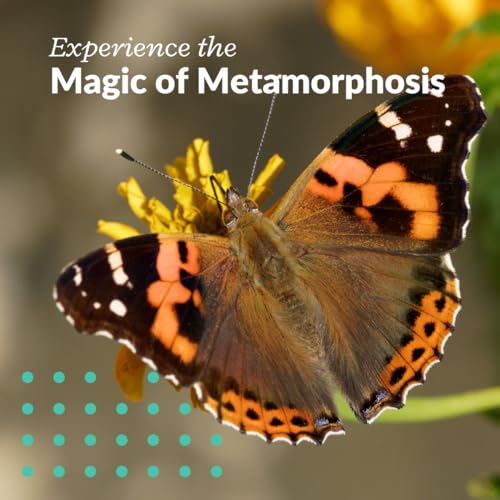33 Live Painted Lady Caterpillars to Butterflies, Classroom Learning Kit