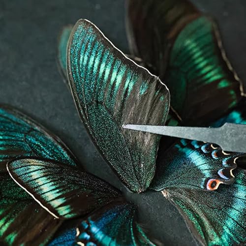 Butterfly Specimen Kit Includes pins, mounting Board, Spreading Tools, Display case, Labels, Forceps, Preserving and showcasing Butterfly specimens. (Insect Specimen Tools Kit)