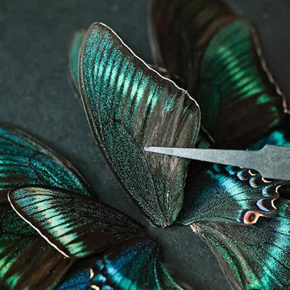 Butterfly Specimen Kit Includes pins, mounting Board, Spreading Tools, Display case, Labels, Forceps, Preserving and showcasing Butterfly specimens. (Insect Specimen Tools Kit)