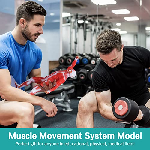 Human Muscles Anatomy Model - Miniature Superficial Anatomical Muscular Movement System Model Mini 1/4 Life Size Anatomical Reference Model for Medical Office & Professional Academic Institutions