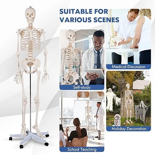 Nightcore 70.8 Foot Human Skeleton Model, Life-Size Skeleton with Rolling Bracket, Medical Model with 2 Caster Brakes, Removable Skeleton with Moving Arms & Legs, Ideal for Anatomy