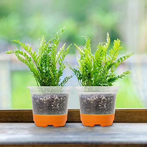 MIXC Clear Nursery Pots with Silicone Base, 4-Inch, 30-Pack - color: Orange, size: 4 Inch