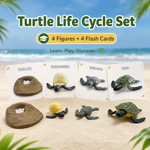 Montessori Life Cycle Animal Figures with Flash Cards, Lifelike Animal Growth Cycle Biological Model Set (Turtle) - style: Turtle
