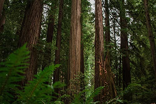 California Coast Redwood | Tree Seed Grow Kit | The Jonsteen Company