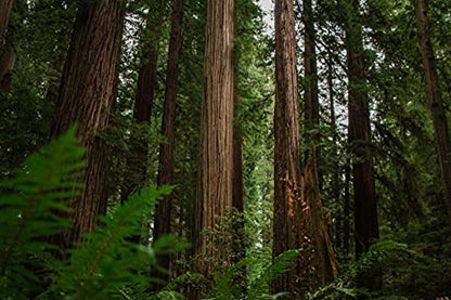 California Coast Redwood | Tree Seed Grow Kit | The Jonsteen Company