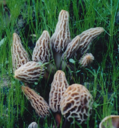Morel Mushroom Growing Kit (Morchella)