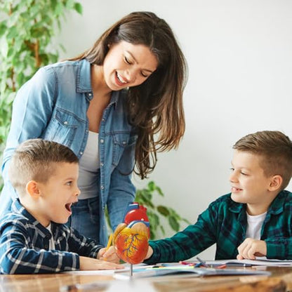 breesky Life Size Human Heart Model, Anatomically Accurate 2-PartMedical Model with 48 Anatomical Structures & Mounted Display Base & Number Manual for Classroom & Cardiology Study - style: 48-Numbered Anatomical Heart Model