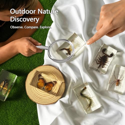 6pcs Real Insect Specimen,Taxidermy Cicada Scorpion & Specimen in Resin - color: 6Pcs Insect Specimen