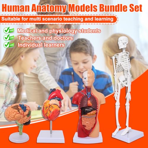 Human Anatomy Models Bundle Set, Brain, Human Torso Body, Heart & Skeleton