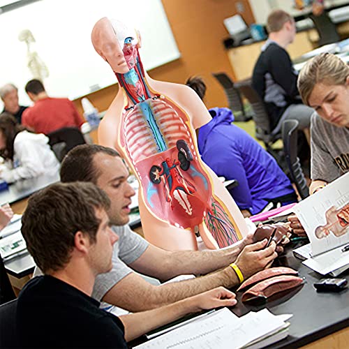 FriCARE Human Body Anatomy Torso Model, 33.8" for Medical Students Teaching