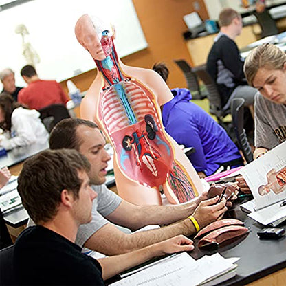 FriCARE Human Body Anatomy Torso Model, 33.8" for Medical Students Teaching