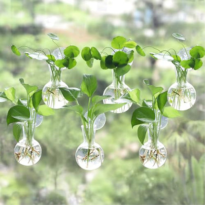 Bunmery 6 pcs Window Propagation Stations, Easy to Install Plant Propagation Bulbs with Suckion Cups, No Nails Wall Hanging Planter Propagation Station, Glass Plant Terrarium Vase - color: Clear Bulb, size: 6 PCS