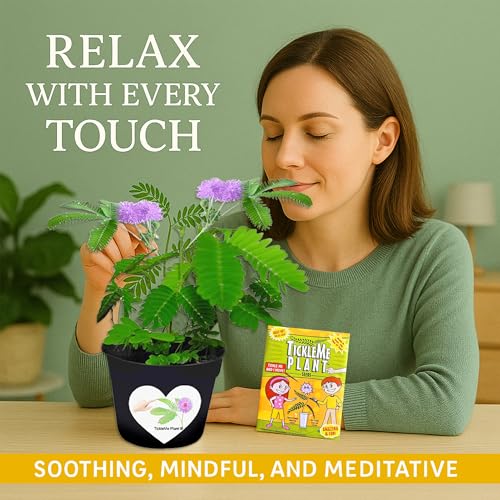 TickleMe Plant Seeds (2-Pack) – Touch-Sensitive Plant that Closes Leaves When Touched – Easy Indoor House Plant Seeds – Fun Educational Activity for Kids & Adults - style: 2 Seed Packets