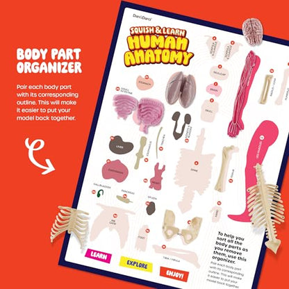 Human Anatomy Squishy Body Model - STEM Science Kits for Kids Ages 8 Years