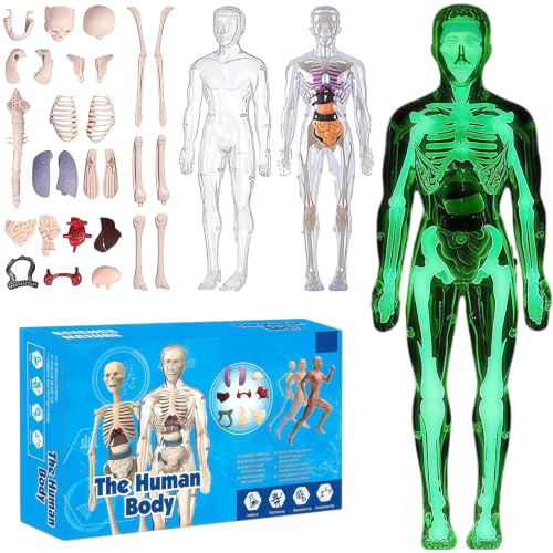 3D Human Body Model with Removable Bones,Organs,Transparent Anatomy Figure with Luminous Design,DIY Human Organ Model for Study,Teaching Demonstration,Science Early Learning - style: Luminous Set