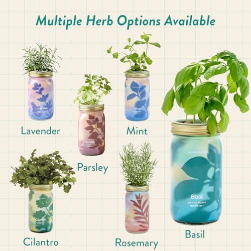 Modern Sprout Mason Garden Jar - Self-Watering Hydroponics Kit - Basil - color: Basil, size: Garden Jars