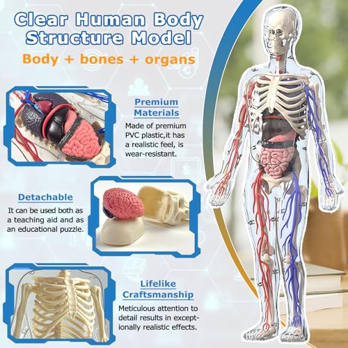 3D Human Body Model with Removable Bones,Organs,Blood Vessels,Transparent Anatomy Figure with Luminous Design, DIY Model for Study,Teaching Demonstration,Science Early Learning - color: Transparent Set