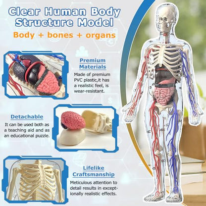 3D Human Body Model with Removable Bones,Organs,Blood Vessels,Transparent Anatomy Figure with Luminous Design, DIY Model for Study,Teaching Demonstration,Science Early Learning - color: Transparent Set
