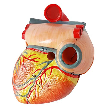 Merinden Human Heart Model for Anatomy, Life Size 2 Part
