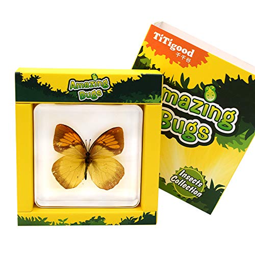 Real Insect Butterfly Specimen Paperweight Animal Taxidermy Collection Display Sciecne Classroom Specimen for Science Education (Butterfly 13) - color: Butterfly 13