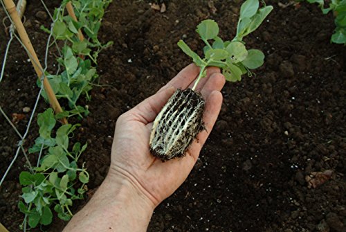 Tierra Garden 50-9010 Haxnicks Rapid Rootrainers Seed and Cutting Propagation Kit