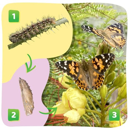 Insect Lore Butterfly Garden Kit with Live Caterpillars – Grow 10 Painted Lady Butterflies - STEM Learning Activity, Habitat with Journal, Stickers, Seeds & Figurines - As Seen on TV - style: As Seen On TV