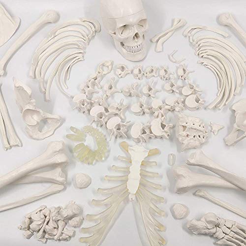 EVOTECH Disarticulated Human Skeleton Model for Anatomy 67'' Full Size