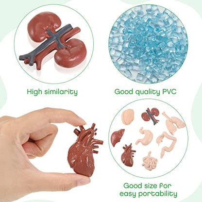 Yinkin 8 Pcs Mini Human Organ Models 3D Anatomy Study Set for Biology