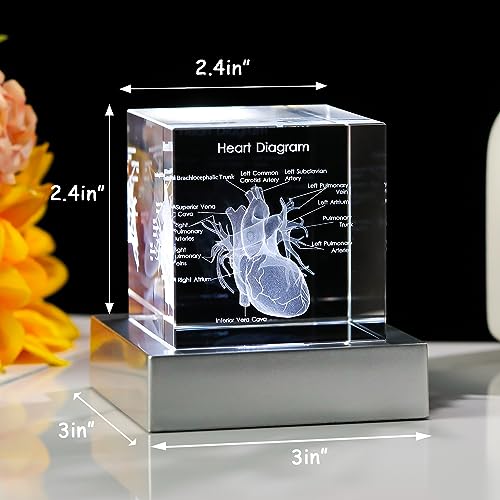 Movdyka 3D Crystal Human Heart Model Doctor Gifts for Men Women - color: Heart