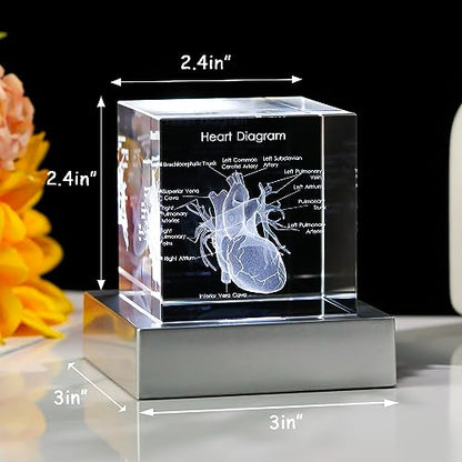Movdyka 3D Crystal Human Heart Model Doctor Gifts for Men Women - color: Heart