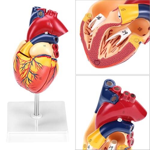 QWORK Life Size Human Heart Model, Anatomically Accurate 2-Part Model with Detachable Wall, Fixed with Hidden Magnets