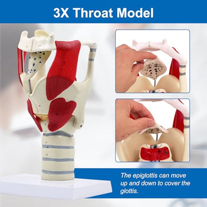 JNMFTD 3X Larynx Function Anatomy Model, Enlarged Human Pharynx Model Throat Muscle Cartilage Glottis Laryngeal Prominence Movable with Labeled Number Product Manual Card for Medical Education Study - size: 12"L x 5"W