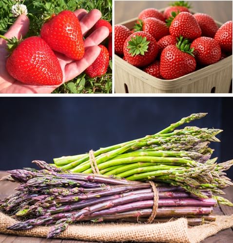 Asparagus & Strawberry Grow Kit – 20 Plants, 2 Asparagus Varieties & 2 Strawberry Varieties – Mary Washington, Purple Passion, All Star, Seascape – Easy Home Gardening