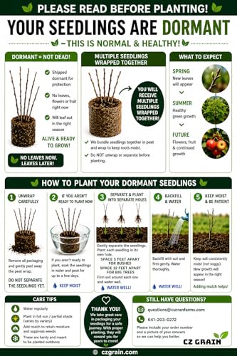 Golden Chain Bonsai Starter Tree (1 Year Old Live Plant) – Fast Growing Flowering Vine Bonsai Material forTraining – Outdoor/Indoor Bonsai Tree Starter Kit Plant
