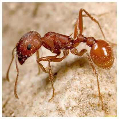 Insect Lore 125 Harvester Ants - Grown in USA