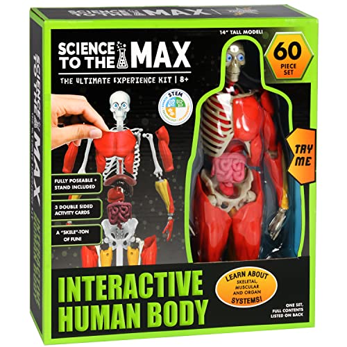 Be Amazing! Toys Interactive Human Body Anatomy Figure, 60 Pieces, Ages 8+