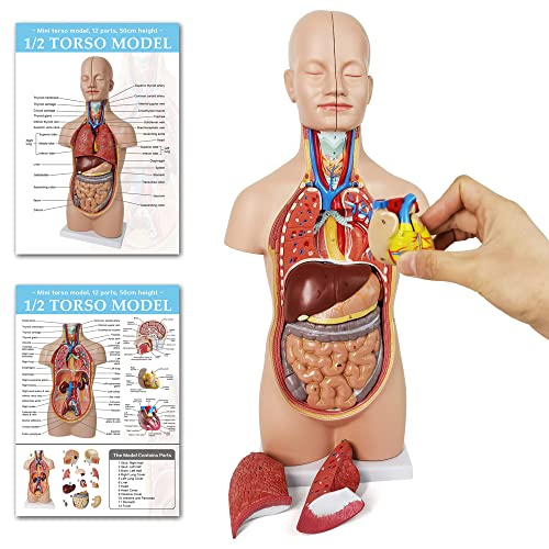 NEW HORIZON 20" Removable 12 Parts Human Torso Model,Showing Section of Brain,Neck Dissected Exposes Muscular Neural,Vascular and Glandular Structure,Anatomy Model for Medical,Educational apparatus