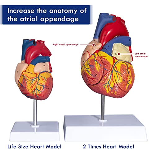 2X Enlarged Anatomical Heart Model - Human Heart Model with Rigth/Left Atrial Appendage Anatomical Model for Science Classroom and Cardiology Study