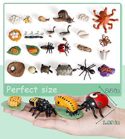 Life Cycle Toys for Kids - Life Science Education Kits: Ladybug, Ants, Goose, Land Turtle, Snail, Octopus - 24 Pieces Animal Models STEM Learning Toys for 3-10 Year Old - style: Ladybug/Ants/Goose/Land Turtle/Snail/Octopus