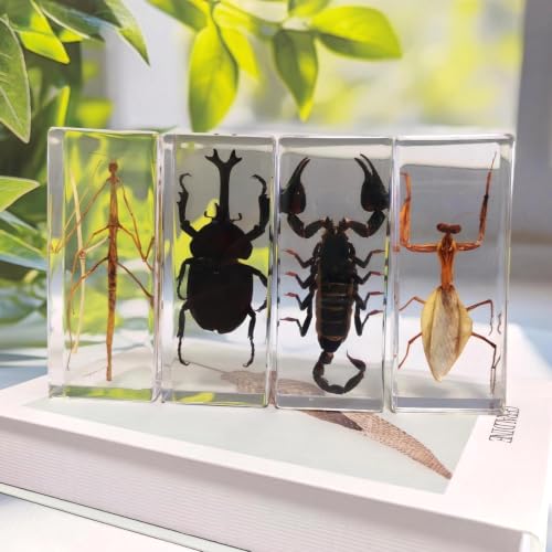 Long Size 4 Taxidermy Bugs Specimen in Resin – Oddities Decor Including Taxidermy Mantis Scorpion Beetle & Stick Insect Resin,Gothic Curiosities for Science,Unique Halloween Christmas & Birthday Gift - size: 4 Long Gothic