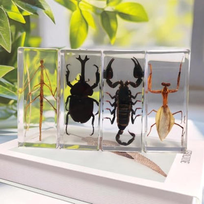 Long Size 4 Taxidermy Bugs Specimen in Resin – Oddities Decor Including Taxidermy Mantis Scorpion Beetle & Stick Insect Resin,Gothic Curiosities for Science,Unique Halloween Christmas & Birthday Gift - size: 4 Long Gothic