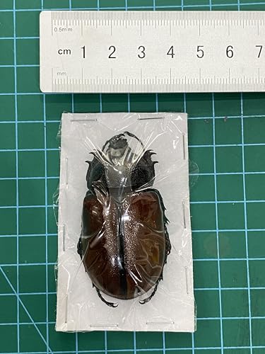 Real Five Horned Rhinoceros Beetle Unmounted Taxidermy Specimen BO68-UPCANH - color: 1 Beetle #68 Unspred Wings