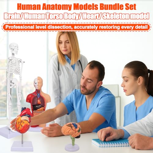 Human Anatomy Models Bundle Set, Brain, Human Torso Body, Heart & Skeleton