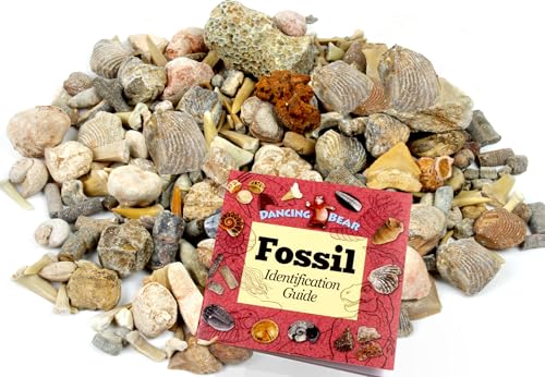 DANCING BEAR Fossil Sorting Mix 3 lbs, Sort & Match Authentic Specimens with Fossil ID Book, Educational Activity for Kids, Assembled in the USA - style: Fossil Sorting Mix 3 lbs