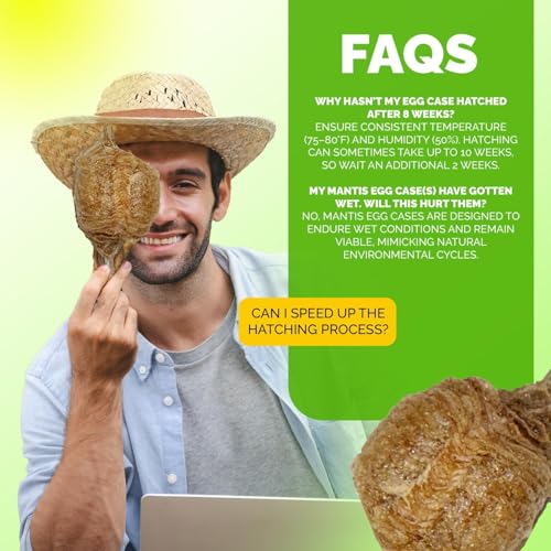 Praying Mantis Ootheca Egg Case with Hatching Habitat Bag (2 Egg Case) - size: Pack of 2