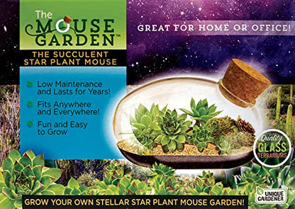 Grow Your Own Succulent Star Plant Mouse with Our Glass Terrarium Starter Kit - Fun and Easy to Grow with Complete Supplies - Plant A Mouse Garden that Will Last for Years - Great for Home Or Office